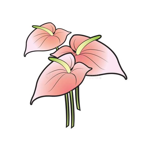 Three Anthurium Flowers Vector Drawing Stock Vector Illustration Of