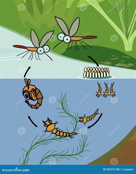 Ciclo De Vida De Los Mosquitos Ilustraci N Del Vector Ilustraci N De