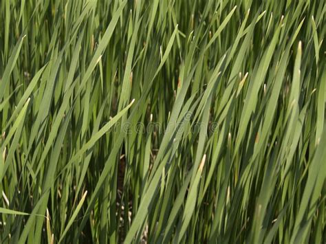 Tall Grass - Texture Royalty Free Stock Photography - Image: 983277