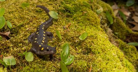 Are Amphibians Endangered? The Species Loss Under Our Noses