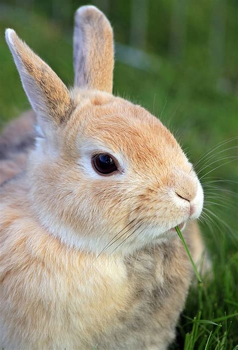 Rabbit Names - The Best Names For Brilliant Bunnies