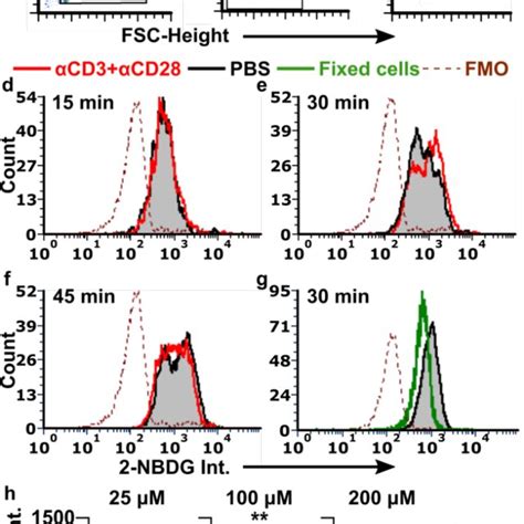 Optimization Of Nbdg Labelling Conditions To Detect T Cell