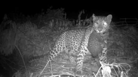 Leopard Mama Reunites With Cub Video Captures Her Taking Back The Little One Trending