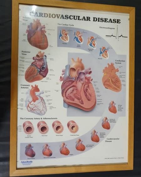 Anatomical Framed Posters Film Medical