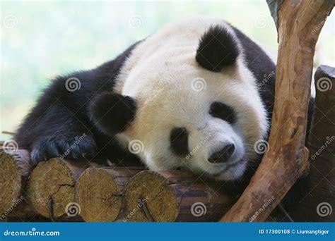 Sleeping Giant Panda stock photo. Image of world, panda - 17300108