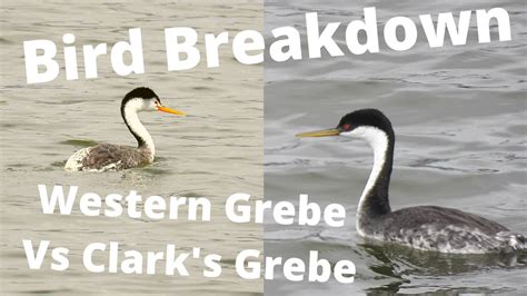 Bird Breakdown Western Grebe Vs Clark S Grebe Youtube