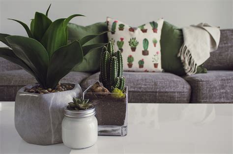 Trucos Y Consejos Para Cuidar Tus Plantas De Interior La Endina Trendy