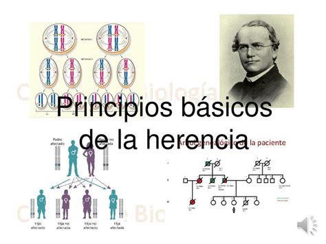 Tp Principios B Sicos De La Herencia Segunda P Trom Udocz