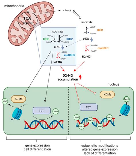 The Role Of Mutant Or Wild Type IDH And Their Downstream Effects IDH1