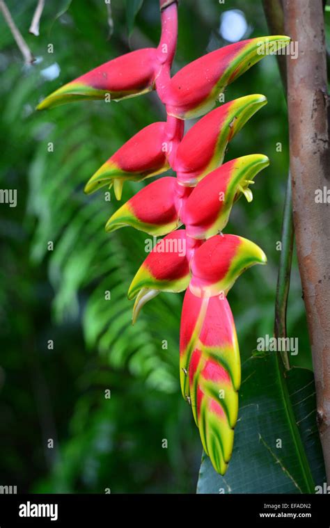 Red Heliconie Heliconia Pendula Flower Tropical Plant Reunion