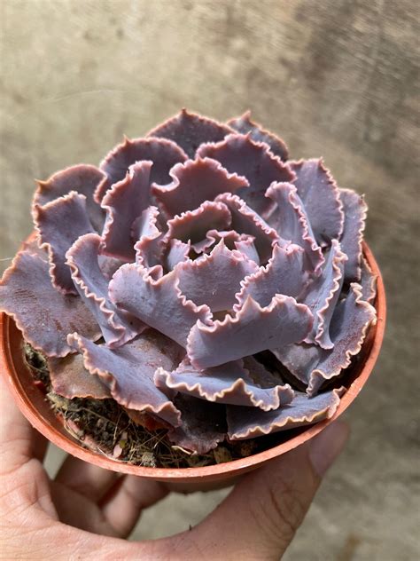 Echeveria Shaviana Pink Frills Mm Pot Lazada