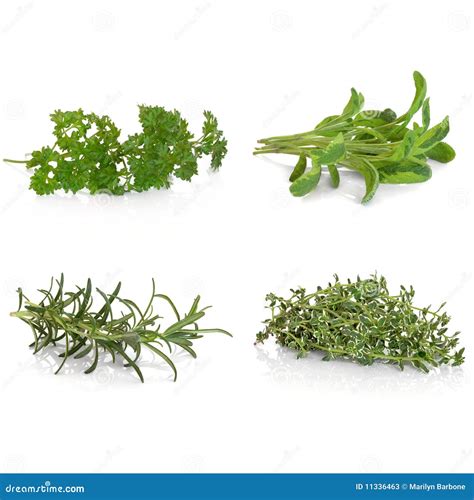 Salsa Ervas Prudentes De Rosemary E De Tomilho Imagem De Stock Imagem