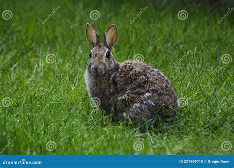 Eastern Cottontail Rabbit Sylvilagus Floridanus In Field Looking At