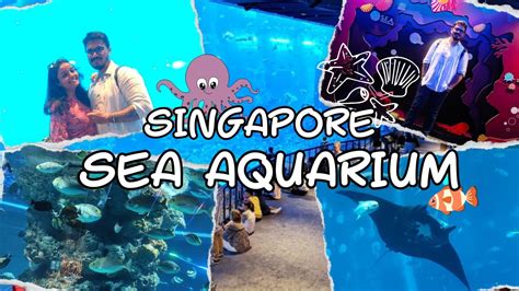 Singapore Sea Aquarium Complete Tour Wings Of Time Premium