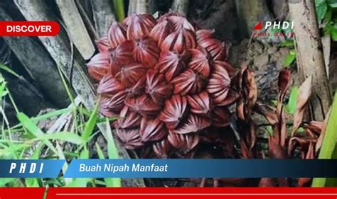 Temukan 7 Manfaat Buah Nipah yang Bikin Kamu Penasaran