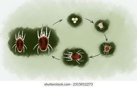 Spider Mite Plant: Over 39 Royalty-Free Licensable Stock Illustrations ...