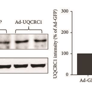 Uqcrc Overexpression Protected H C Cardiac Cells From Ogd R And H O