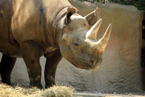 Rhino Image Free Stock Photo Public Domain Photo Cc0 Images