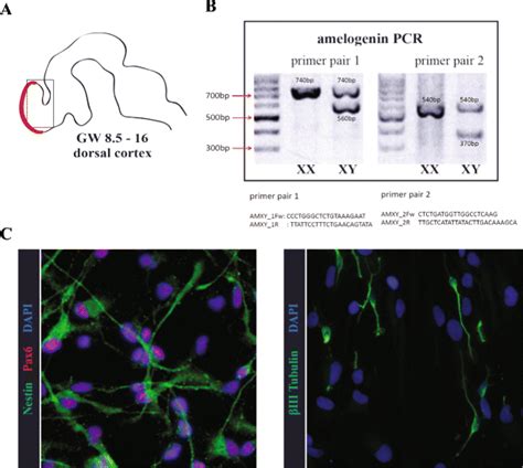 Human Neural Progenitor Cell Characterization A Human Npcs Were