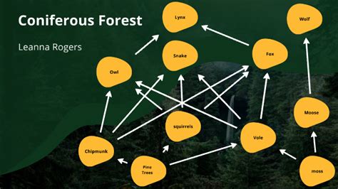 Coniferous Forest Food Web By Leanna Rogers On Prezi