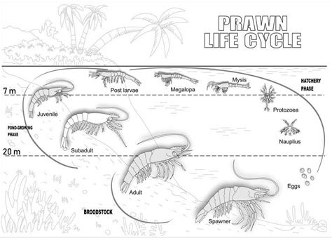 Illustrate Prawn Life Cycle Freelancer