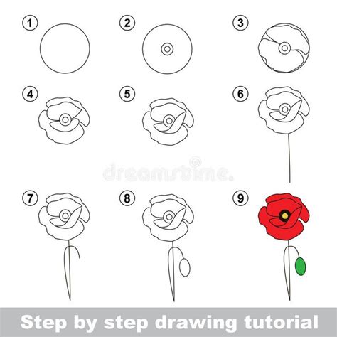 Drawing Tutorial How To Draw A Poppy Stock Vector Illustration Of