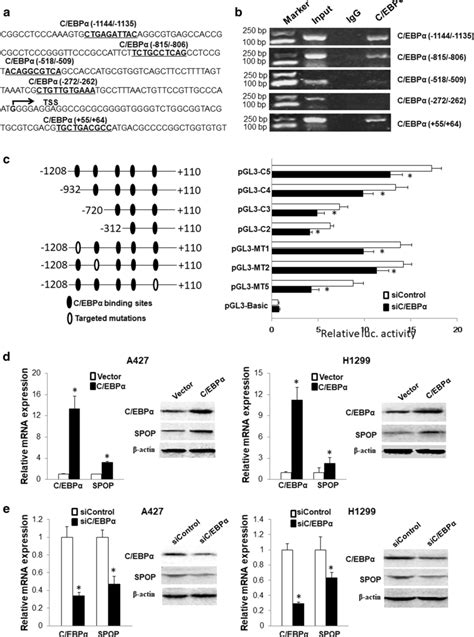 Cebpα Binding The Spop Proximal Promoter Region Is Abrogated By Dna