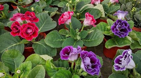 How To Plant Grow And Care For Gloxinia Flowering Plants In 2024