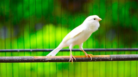 Suara Burung Kenari Gacor Panjang Cuit Cuit Ngerol Cengkok Rapat Cocok