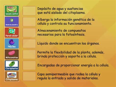 Partes De Las Celulas Y Sus Funciones Match Up