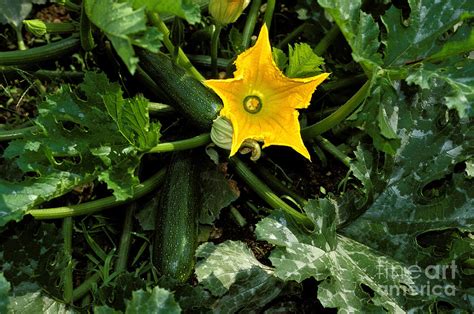 Large Zucchini With Flower Photograph By Gerard Lacz Fine Art America