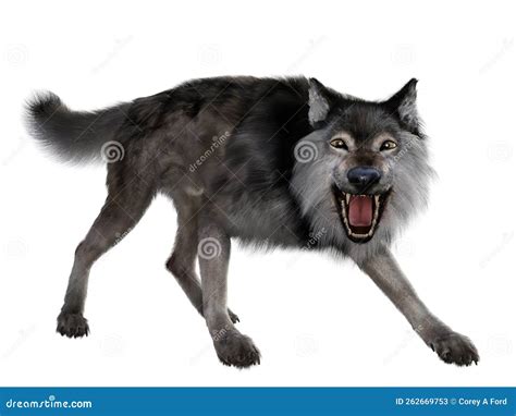 Dire Wolf Skull Fossil Extinct Canine Isolated Transparent Background