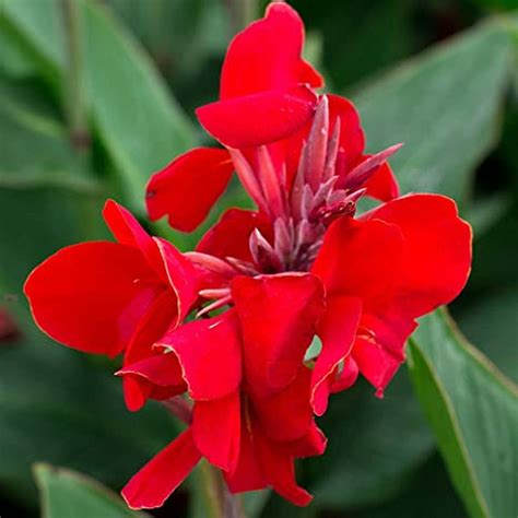 Canna Indica Cannova Scarlet Vendita Piante Online