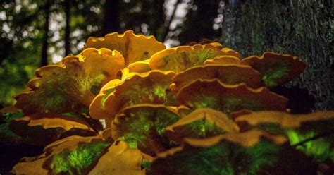 10 Fun Facts Omphalotus Illudens (Jack O'lantern) Mushroom