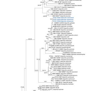 Phylogram Of Diaporthe Arecae Species Complex Resulting From A Maximum