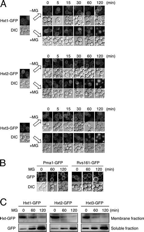 Reduction Of Glucose Uptake Through Inhibition Of Hexose Transporters