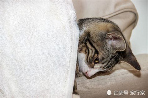 猫咪绝育简报：为什么我们要给猫绝育？绝育的价值有多大？腾讯新闻