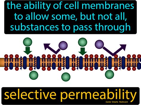 Selective Permeability Easy Science Plasma Membrane Easy Science