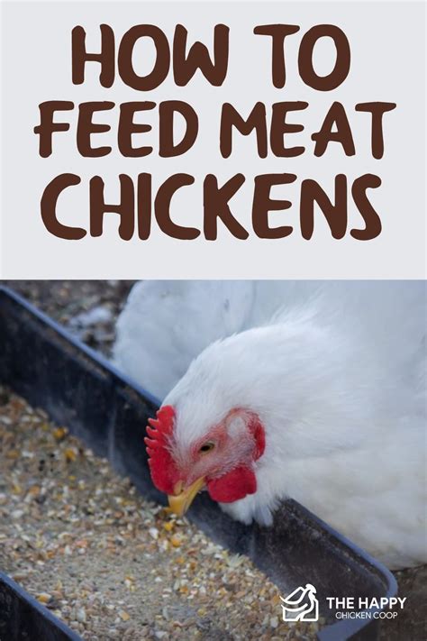 How To Feed Meat Chickens Artofit