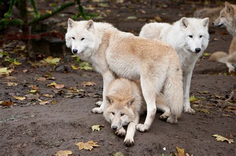 Free Wolves Screensavers and Wallpaper - WallpaperSafari