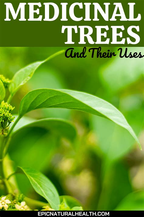 12 Incredible Medicinal Trees and Their Uses To Super-Boost Your Health ...