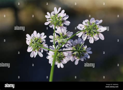 Coriandrum Sativum Coriander Apiaceae A Wild Plant Shot In The Fall