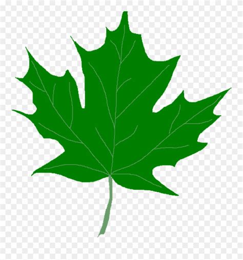 Green Leaf Clipart Green Maple Leaves Clipart Clip - Clip Art Green ...