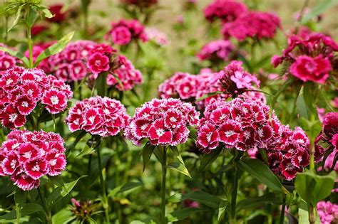 Royalty Free Photo Red Petaled Flowers In Bloom PickPik