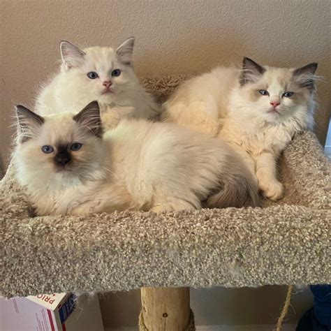 6 Adorable Available Ragdoll Kittens Ragdolls Pdx