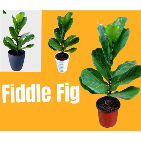 Indoor Plant Fiddle Fig Plantficus Lyrata Shopee Malaysia