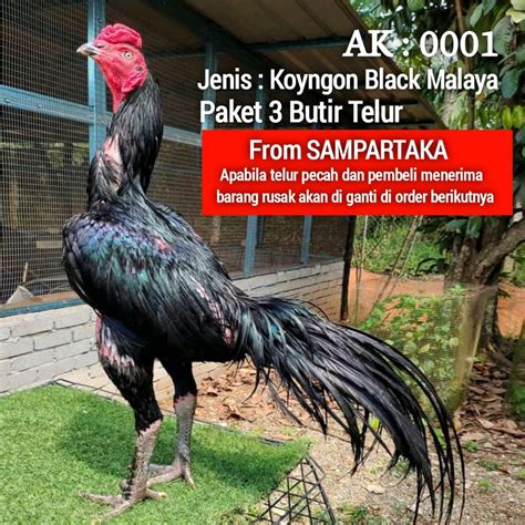 Jual Ayam Aduan Impor Asli Ekor Lidi Super Pakhoy Thailand Bebas Pilih