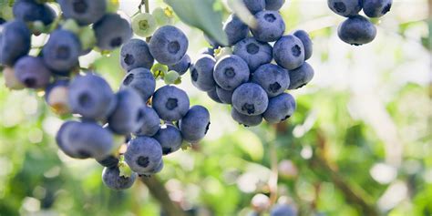 fruit seeds high quality fruit seeds dt brown seeds