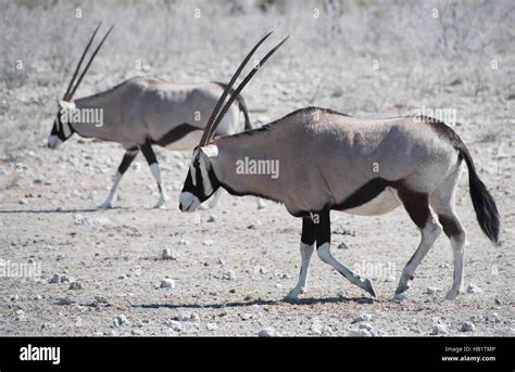 Oryx antelope (Oryx Stock Photo - Alamy