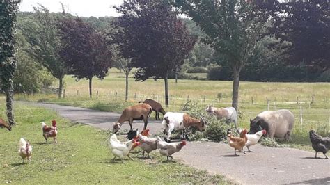 Visites de la ferme pédagogique nos amis de la ferme